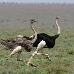 Ostrich