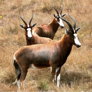 Blesbok