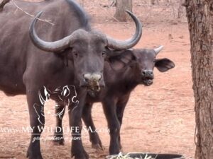 Buffalo Herd available from Thabazimbi Area Buffalo are walking in a 50ha camp and can be moved to a 1ha camp to bleed. 12x Adult Cows 5x Young Heifers (In Calf) 5x Young Bulls (2-3 Years) 4x Calves (Born February 2024)