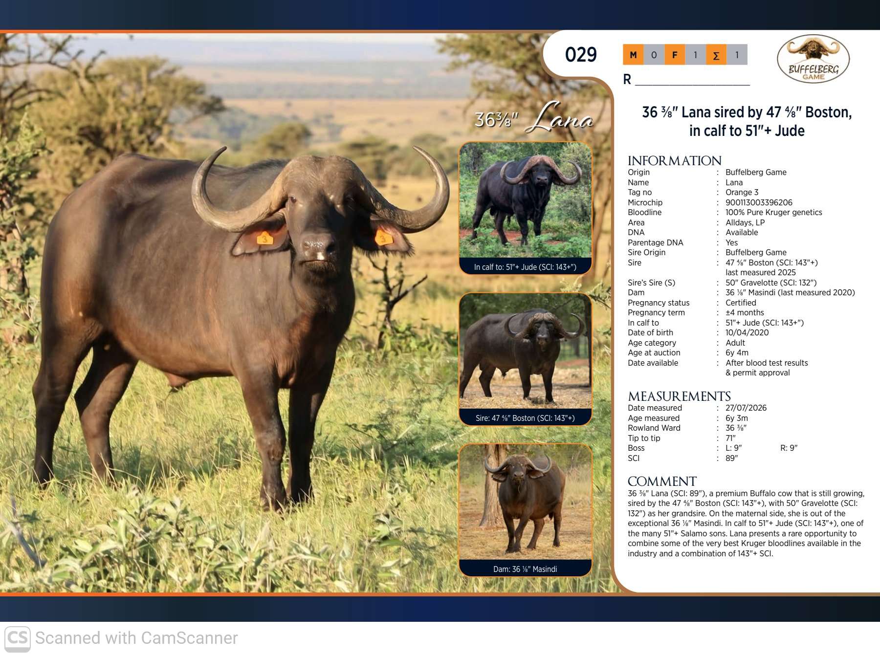 Two Majestic Buffalo Cows Going Under the Hammer!