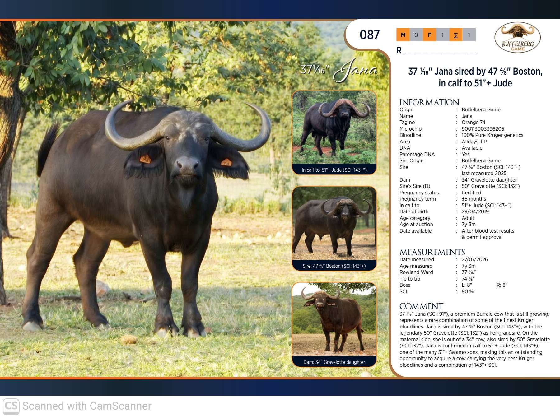 Two Majestic Buffalo Cows Going Under the Hammer!