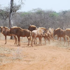 Golden Wildebeest Heifers, Sentrum, Thabazimbi., 15 Months old.