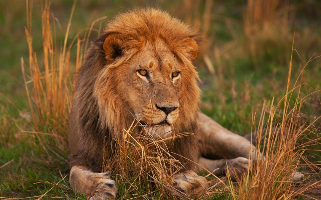 SAPA supports minister in lion bones quota