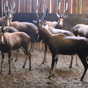 Blesbok Hunting Rams for sale in Limpopo, Vaalwater