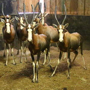 Blesbok Breeding Group for sale in Limpopo