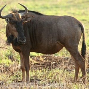 Split Golden Wildebeest for sale Ellisras Lephalale