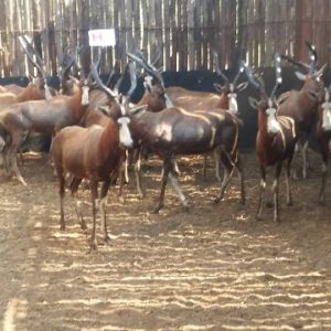 Blesbok for sale Vaalwater Limpopo