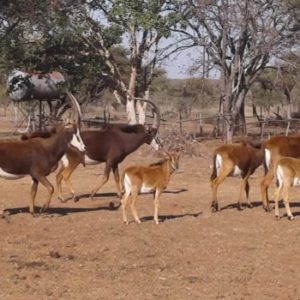 Sable cows for sale in Vivo Limpopo