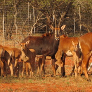 Sable cows with calves for sale