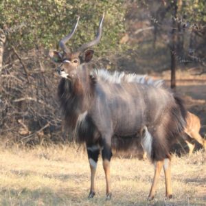 ‼️SOLD‼️
Nyala Trophy Bulls for sale