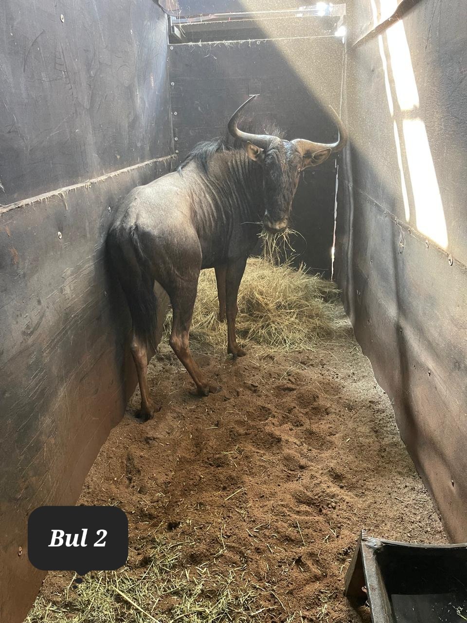 ‼️SOLD‼️
2 x Blue Wildebeest Bulls for sale - Image 2