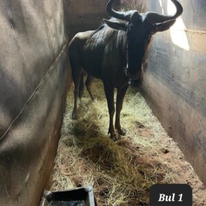 ‼️SOLD‼️
2 x Blue Wildebeest Bulls for sale