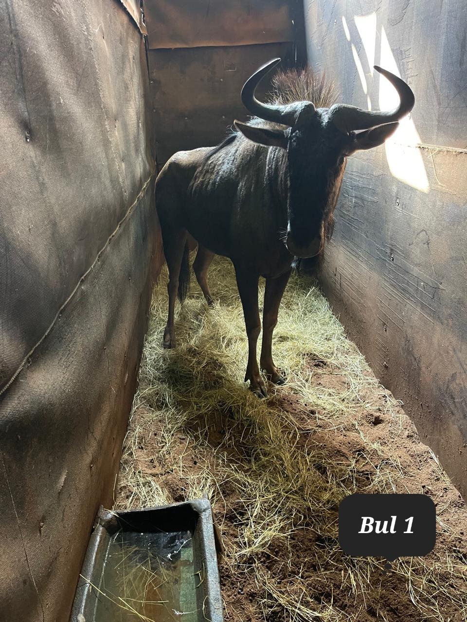 ‼️SOLD‼️
2 x Blue Wildebeest Bulls for sale