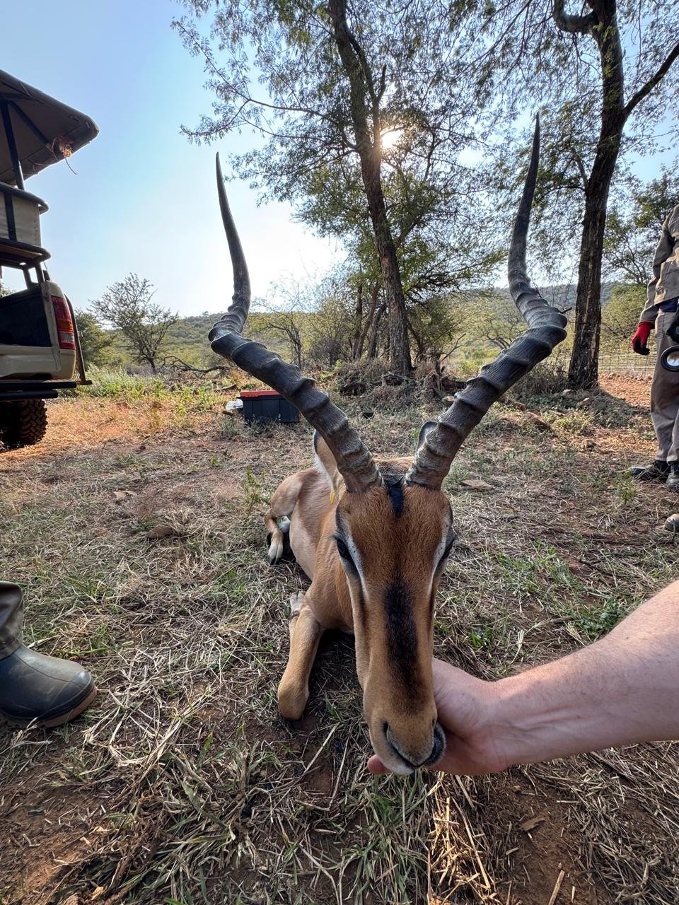 ‼️SOLD‼️
Impala Ram for sale - Image 3