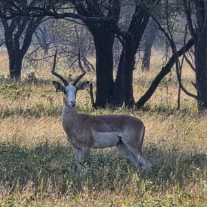 ‼️SOLD‼️
White Flank Impala Ram for sale