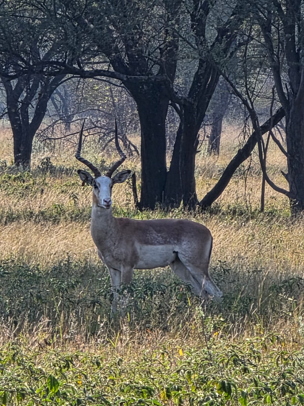 ‼️SOLD‼️
White Flank Impala Ram for sale