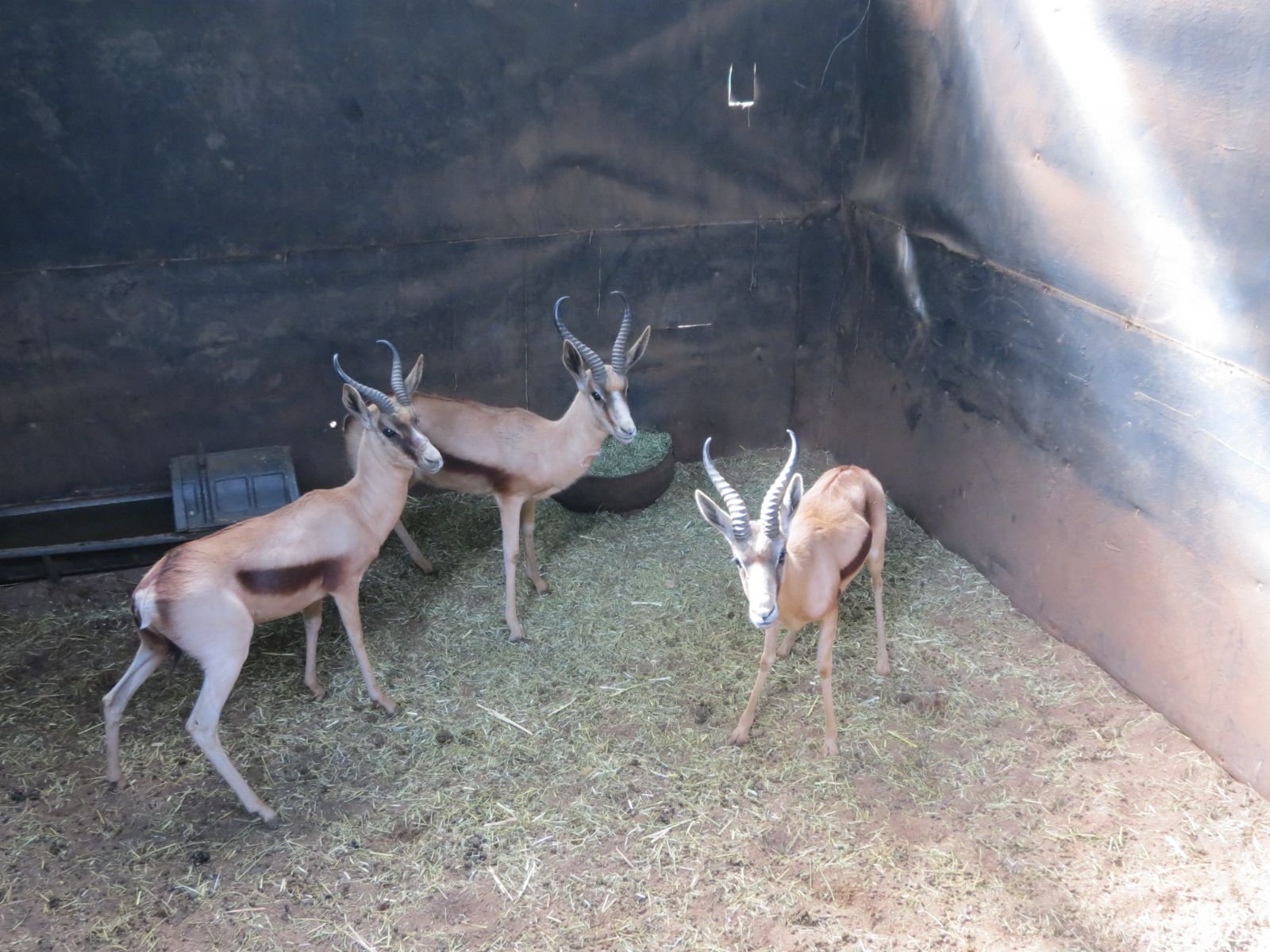 ‼️SOLD‼️
3 x Copper Springbuck Rams for sale