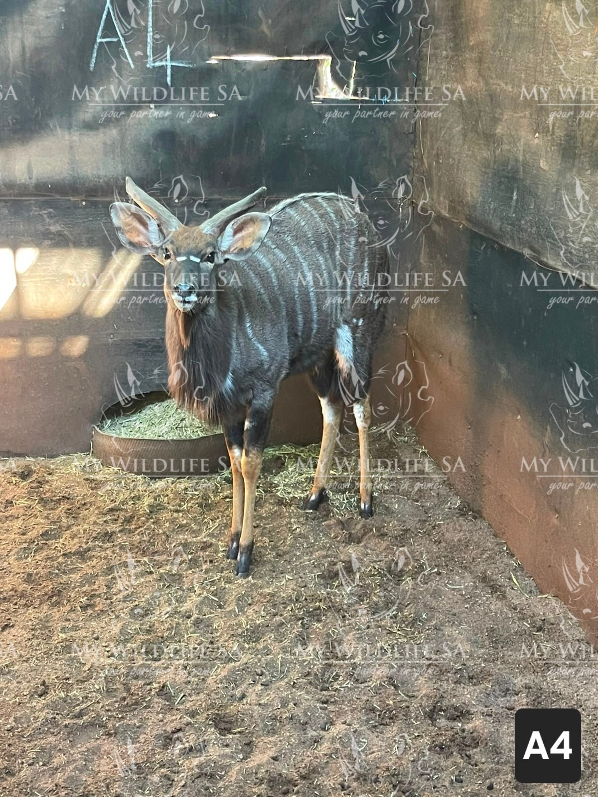 ‼️SOLD‼️
16" Thick Base Njala Bull for sale