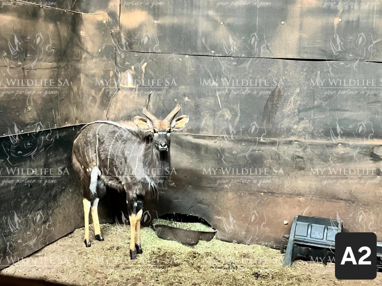 ‼️SOLD‼️
18" Njala Bull for sale