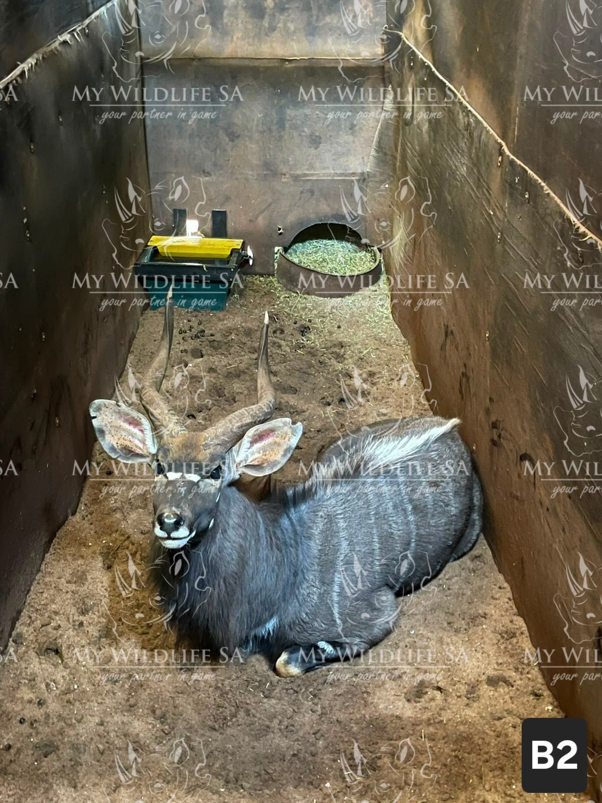 ‼️SOLD‼️
Njala Bull for sale