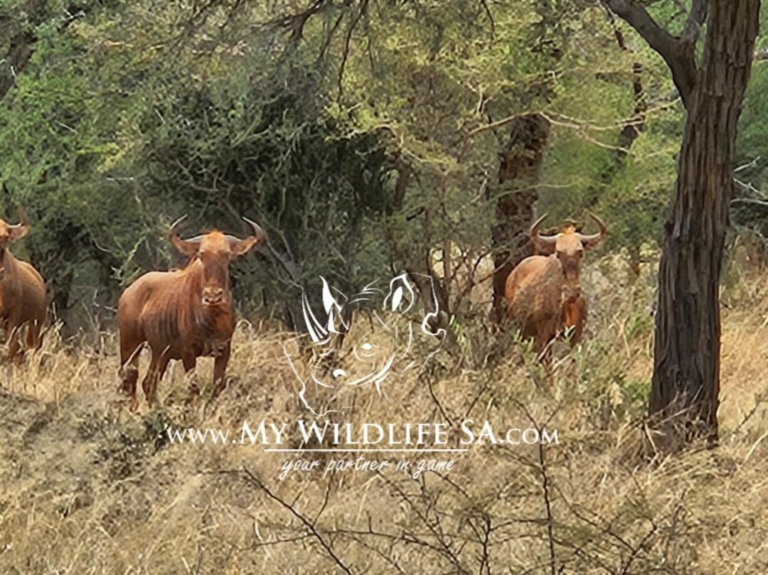‼️SOLD‼️
Golden Wildebeest Cows & Heifers for Sale