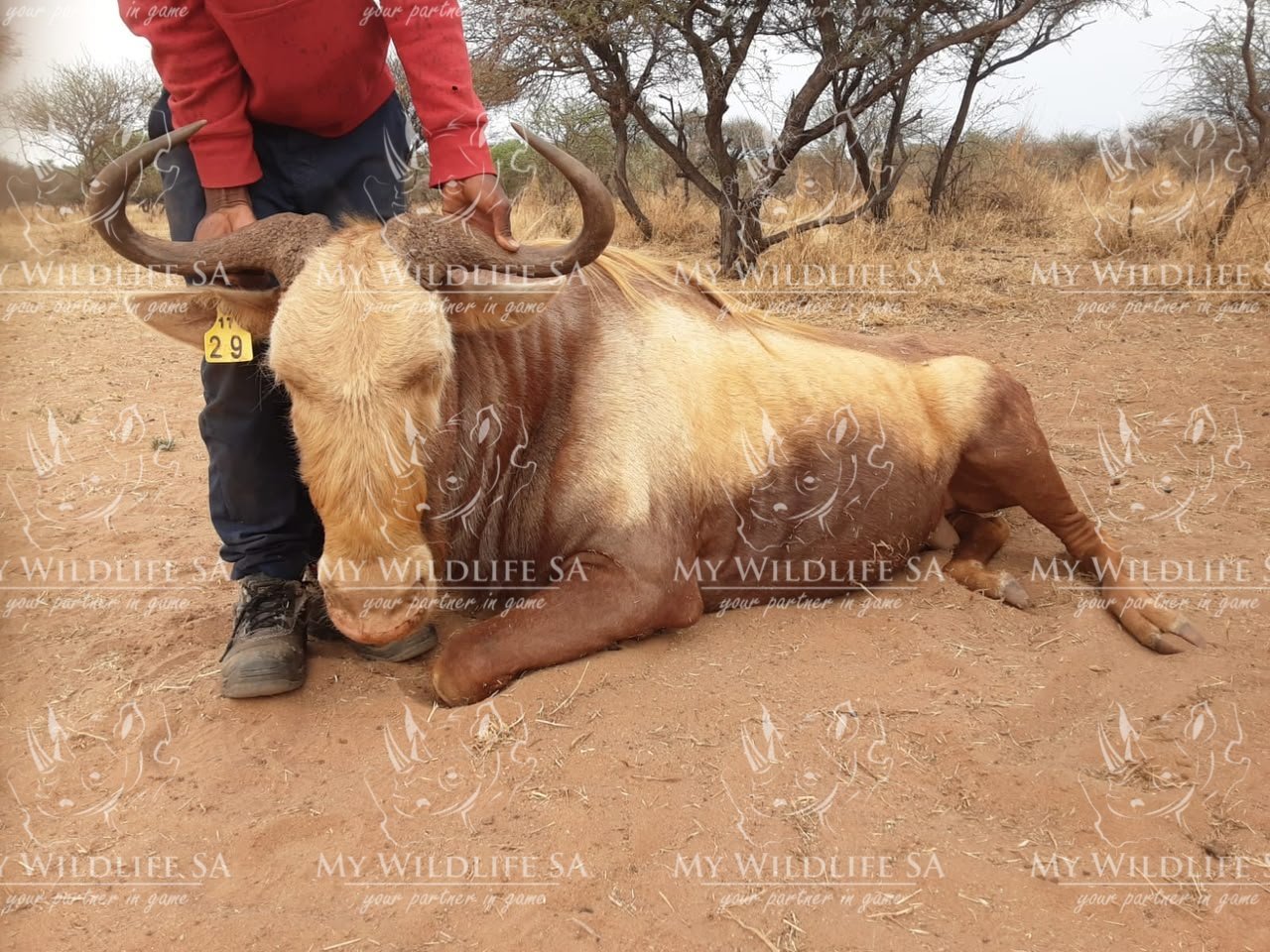 ‼️SOLD‼️
Golden Kings Wildebeest Cows & Heifers for Sale - Image 2