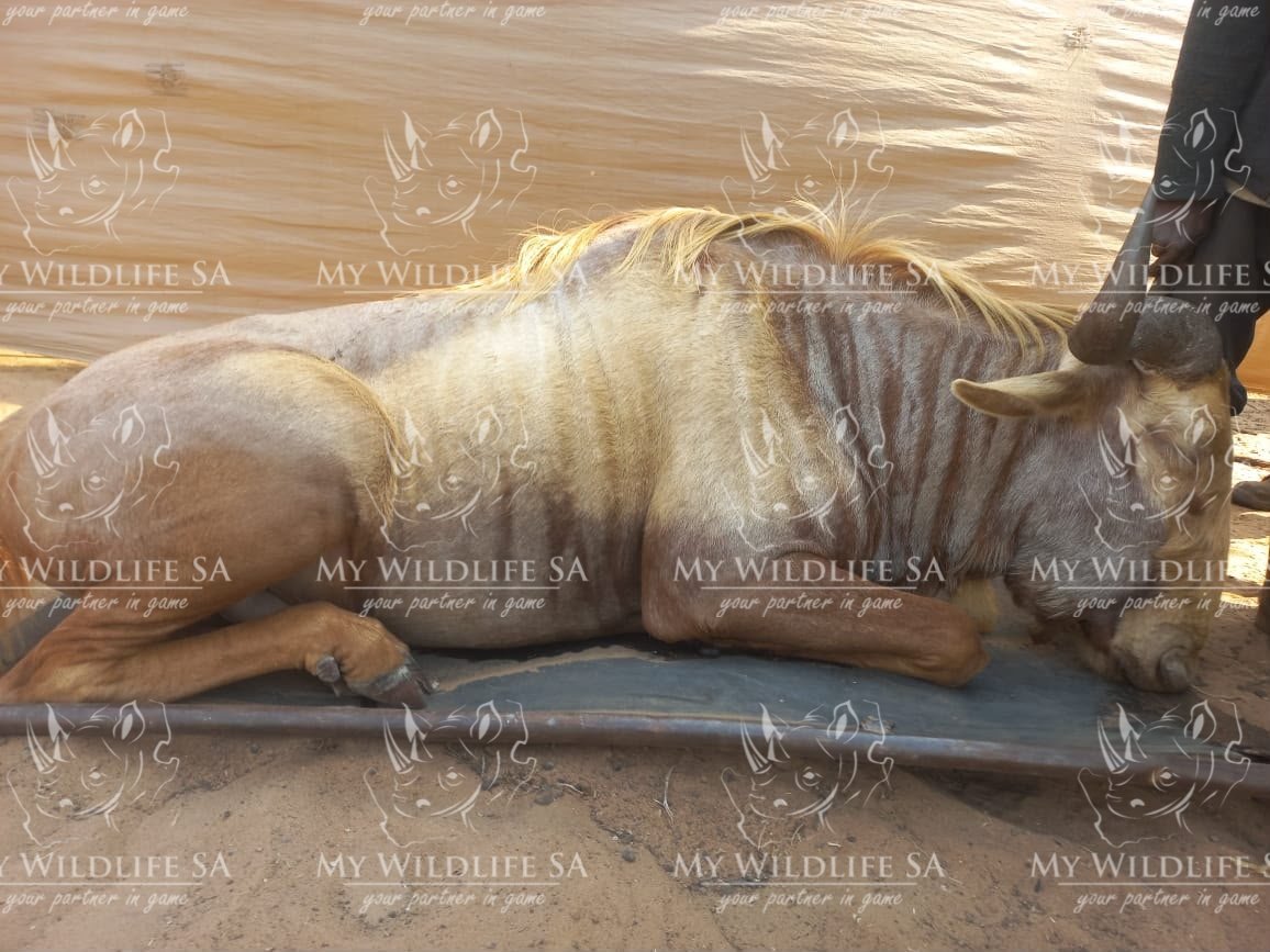 ‼️SOLD‼️
Golden Kings Wildebeest Cows & Heifers for Sale