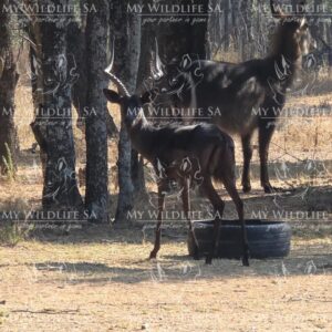 ‼️SOLD‼️
2 x Black Impala Rams for sale