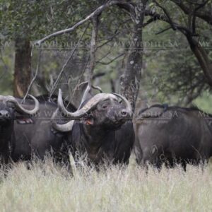Buffalo Bull for sale