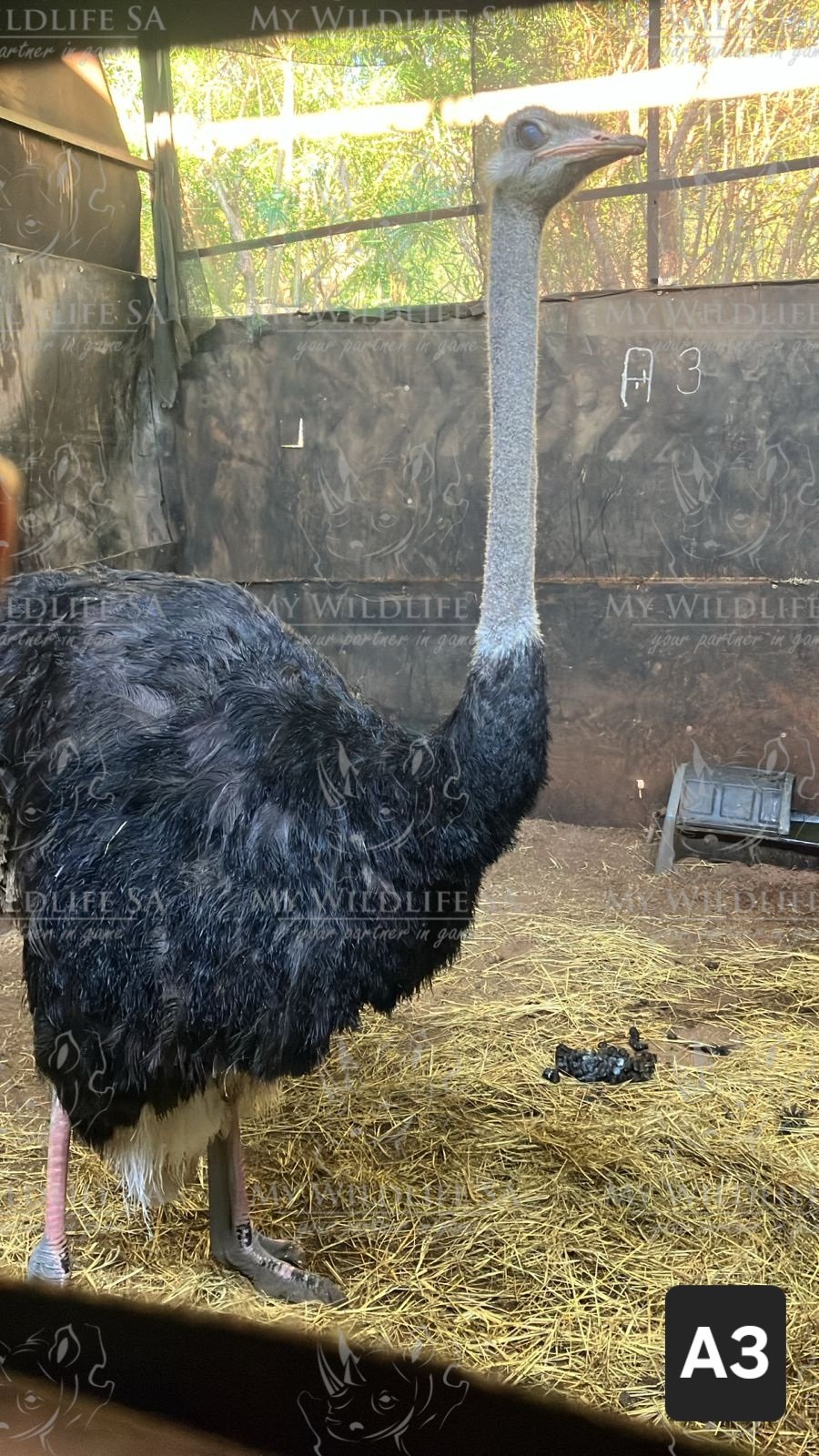 ‼️SOLD‼️
Tame Male Ostrich for sale
