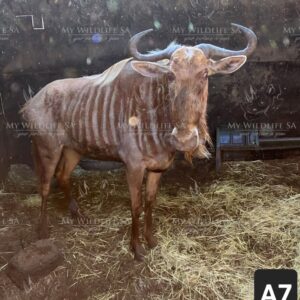 ‼️SOLD‼️
24 1/2" Golden Wildebeest Cow for sale