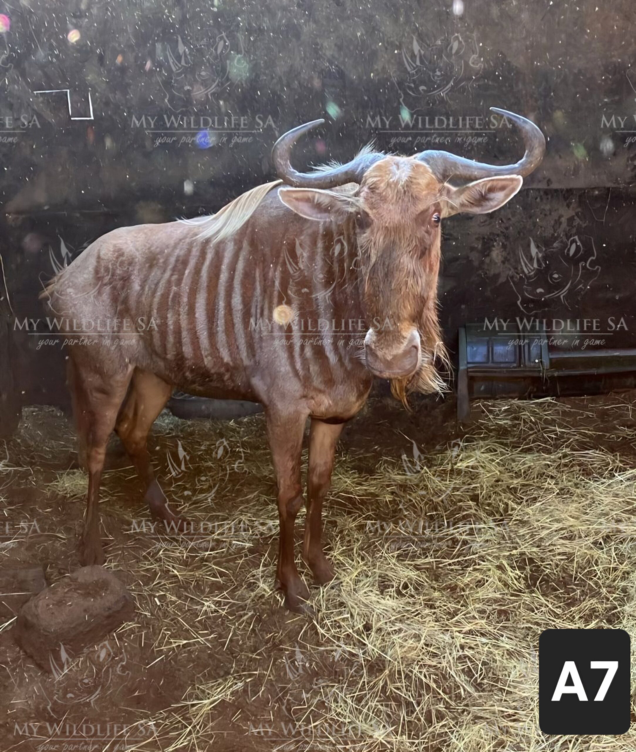 ‼️SOLD‼️
24 1/2" Golden Wildebeest Cow for sale