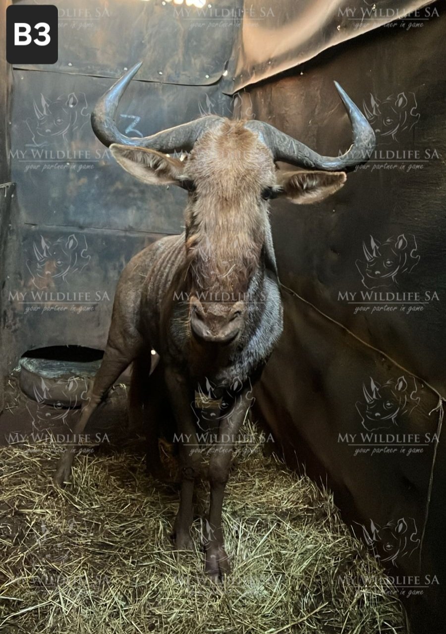 ‼️SOLD‼️
26 ½" Golden Wildebeest Bull for sale