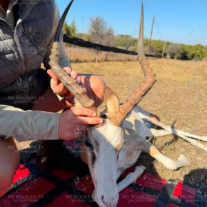White Flank Impala Ram, Tested Positive for the Black Gene for sale