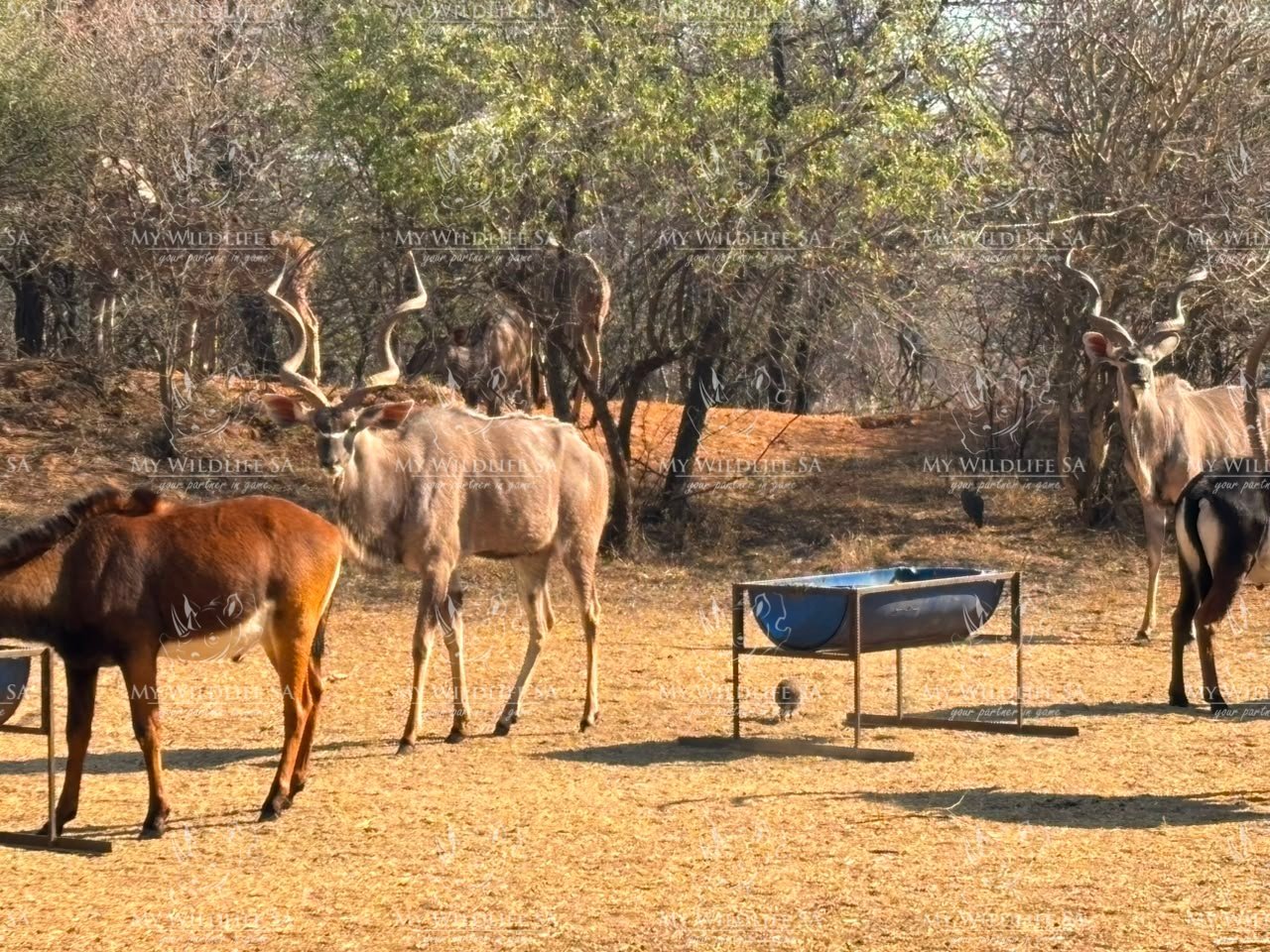 Kudu Hunting Bulls for sale - Image 2