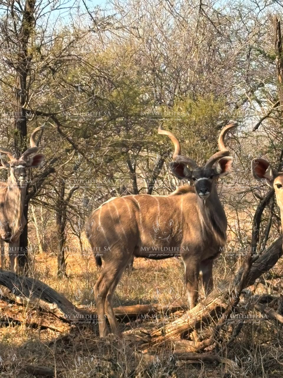 Kudu Hunting Bulls for sale - Image 9