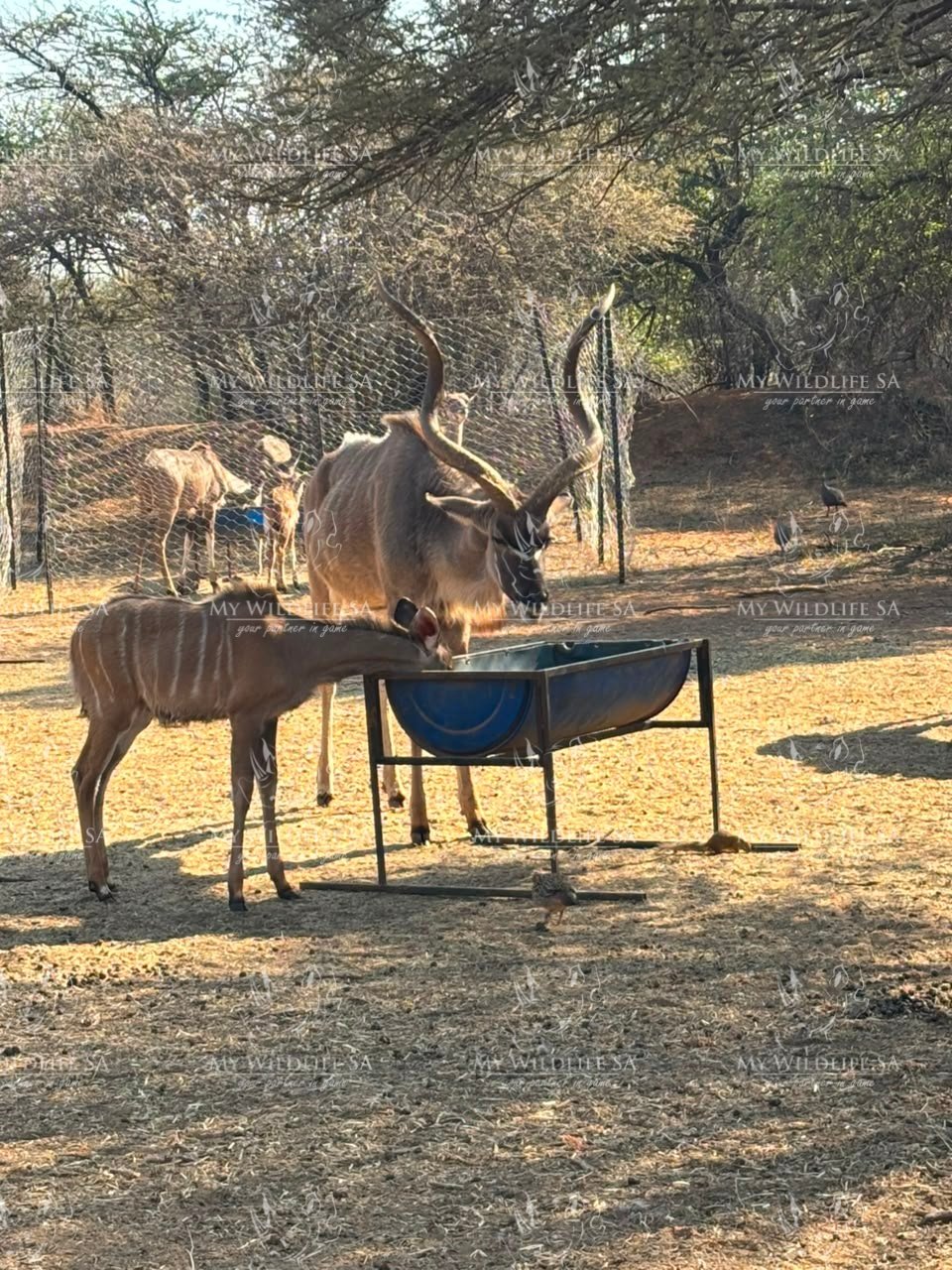 Kudu Hunting Bulls for sale - Image 10