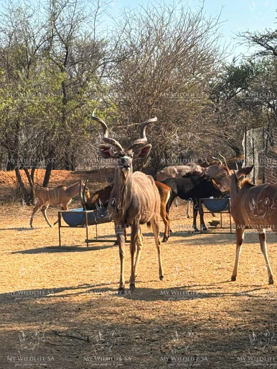 Kudu Hunting Bulls for sale - Image 6