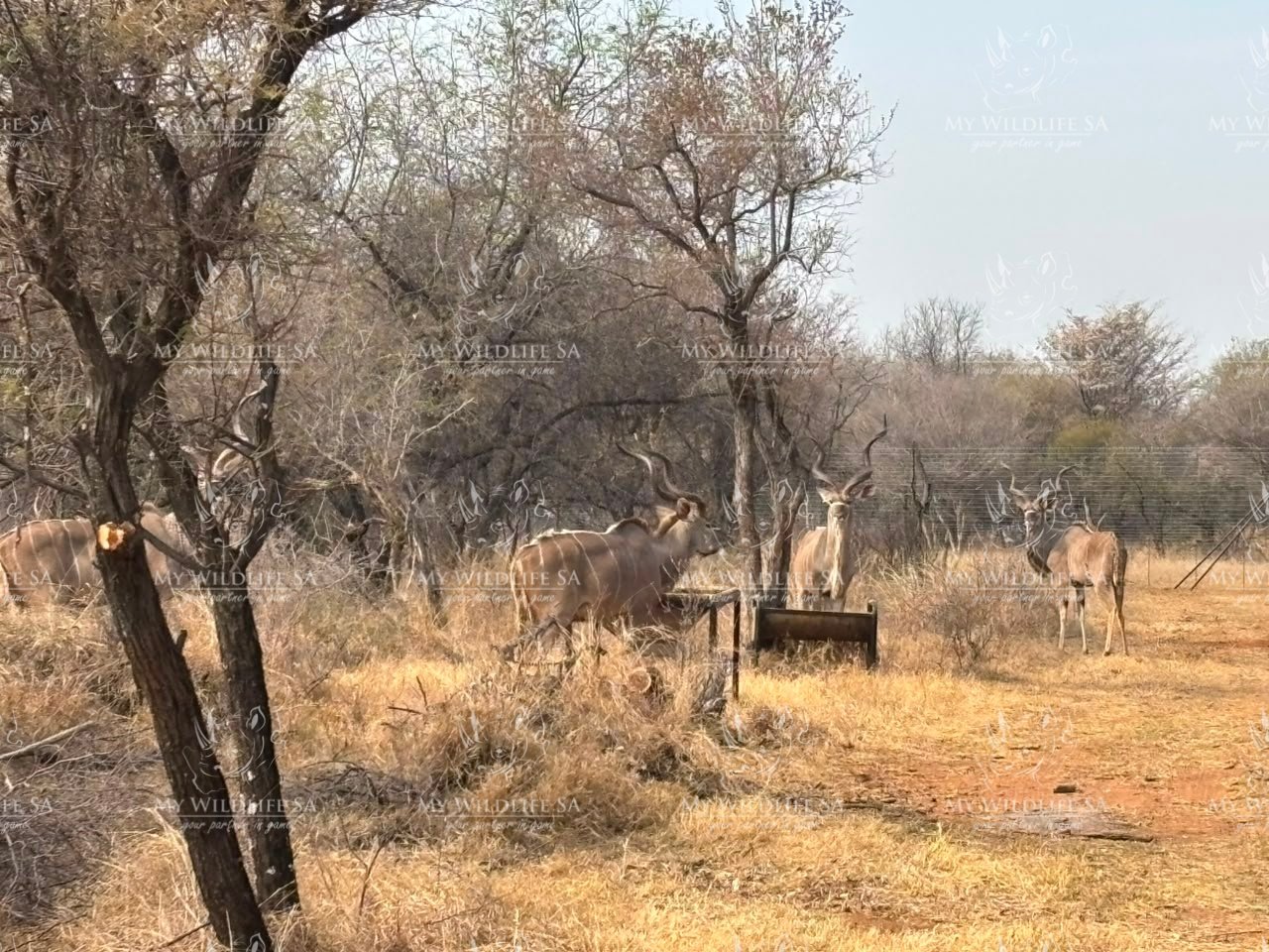 Kudu Hunting Bulls for sale - Image 5