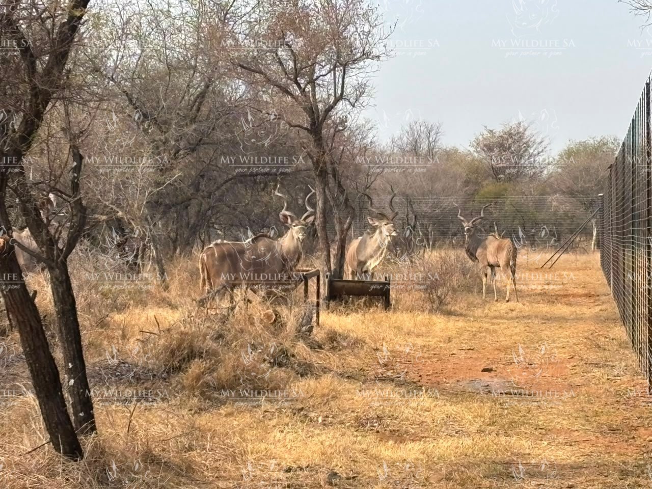 Kudu Hunting Bulls for sale