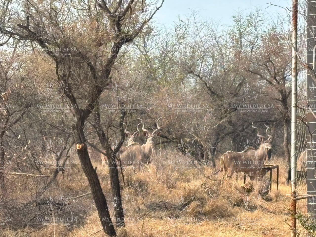 Kudu Hunting Bulls for sale - Image 7