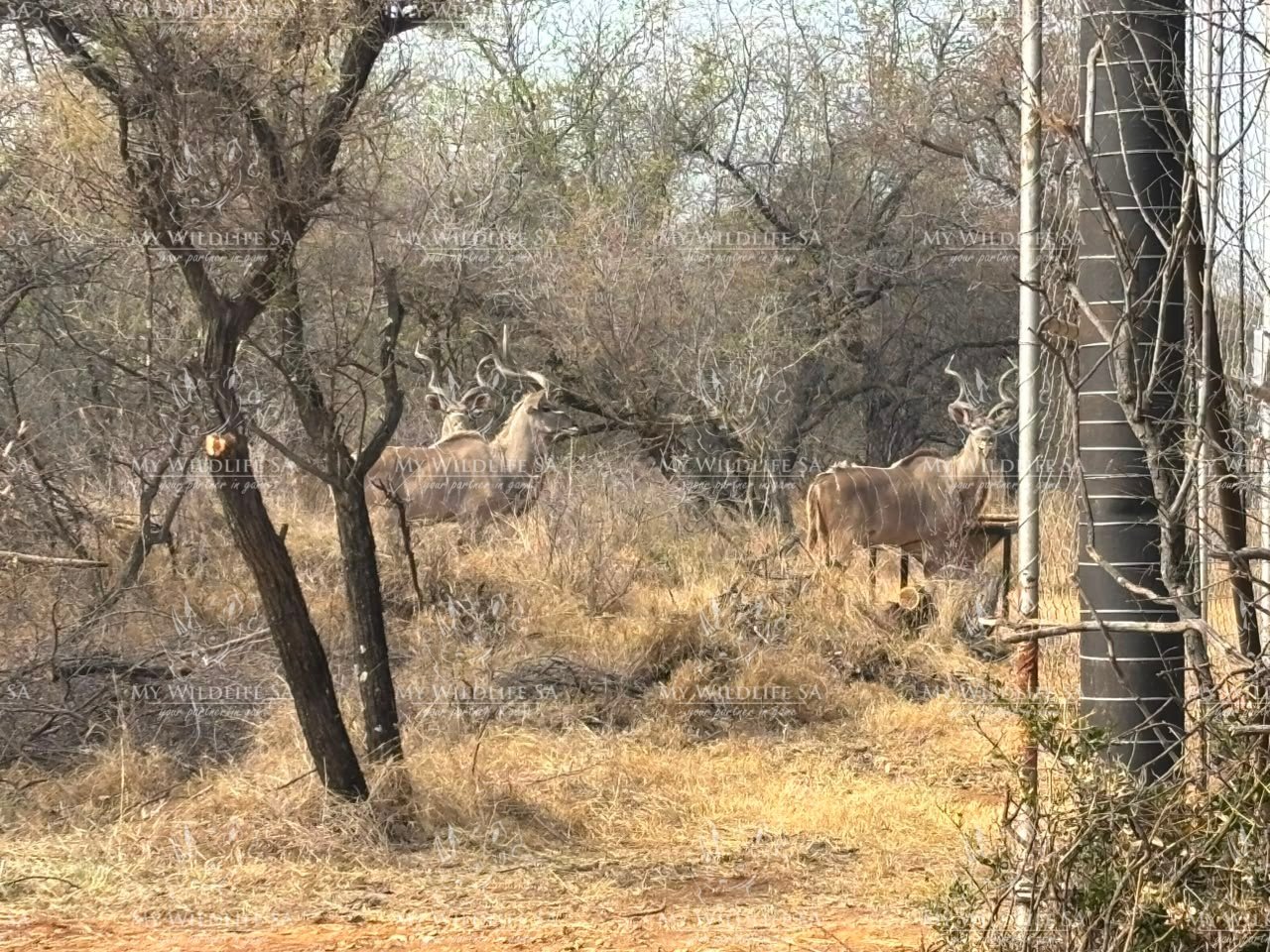 Kudu Hunting Bulls for sale - Image 4