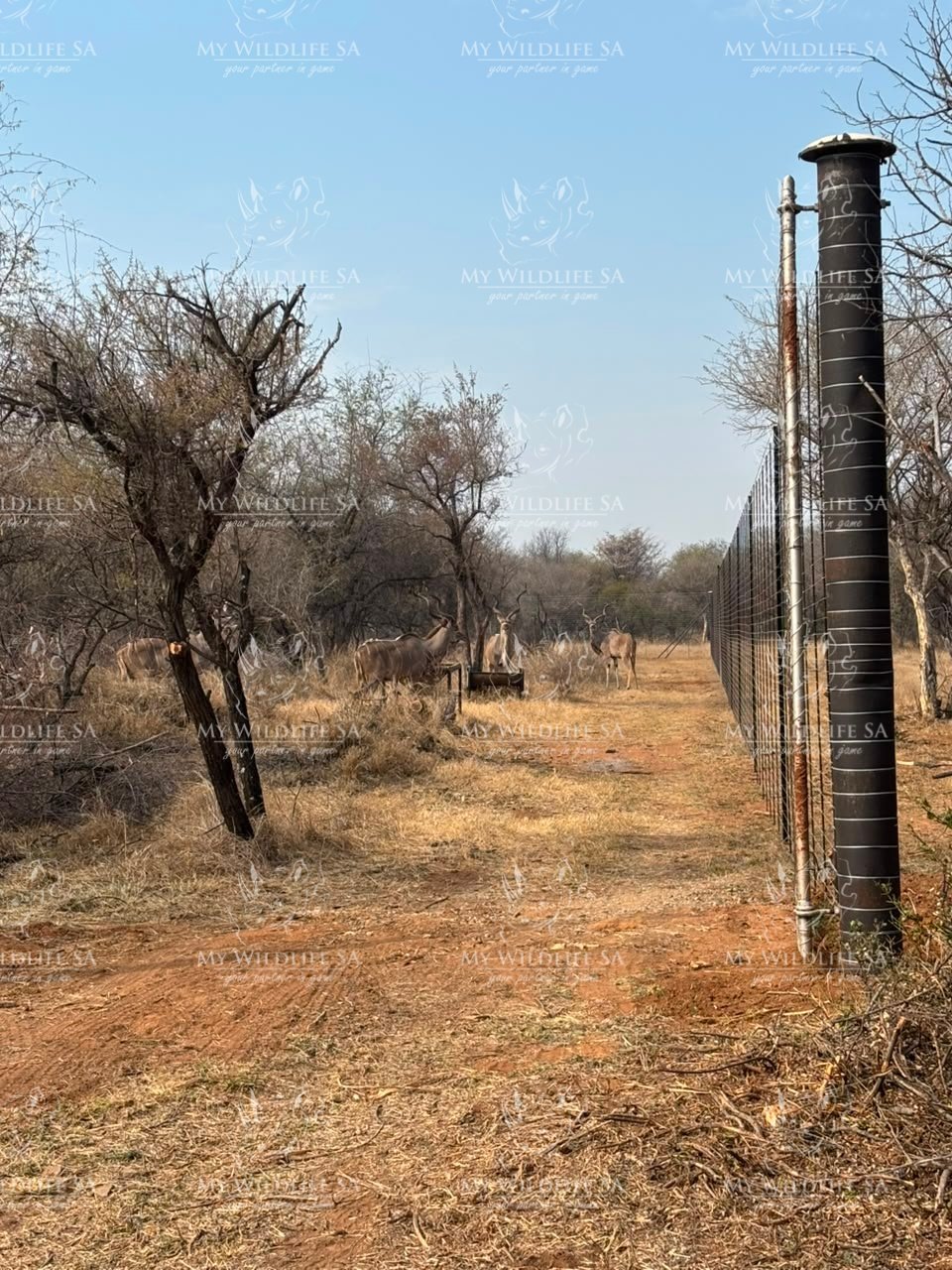 Kudu Hunting Bulls for sale - Image 8
