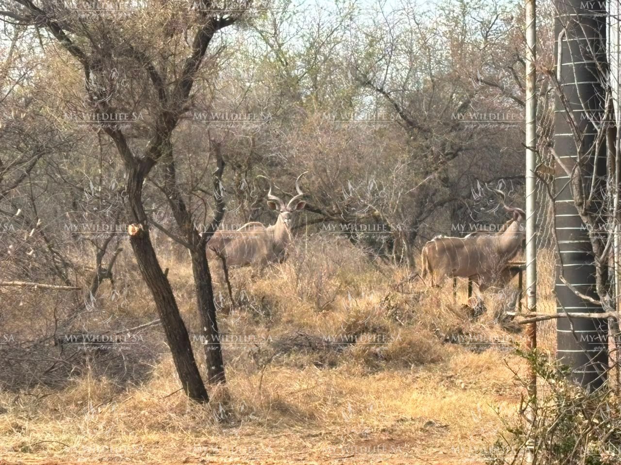 Kudu Hunting Bulls for sale - Image 3
