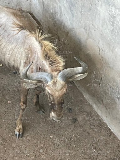 25 3/8" Golden Wildebeest Bull for sale