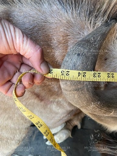 25 3/8" Golden Wildebeest Bull for sale - Image 2