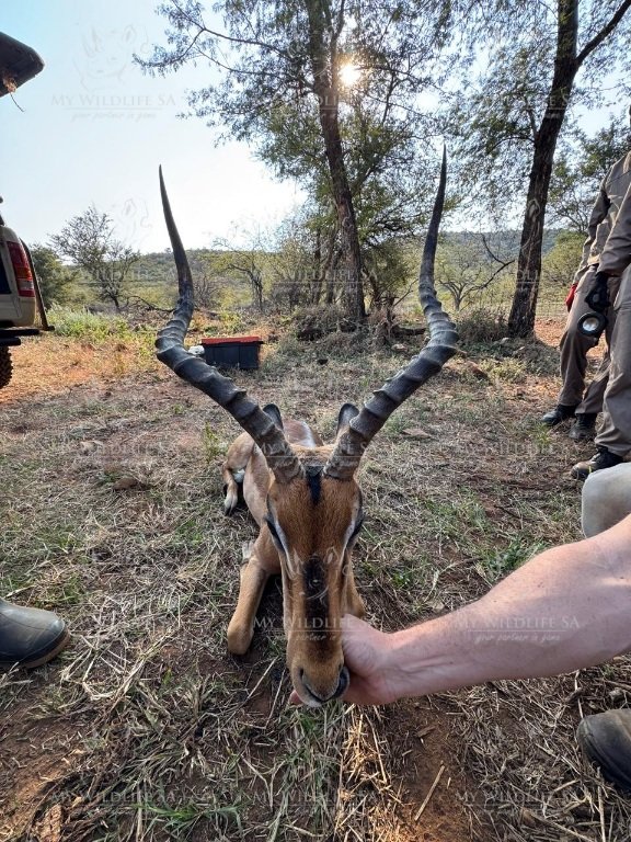 Impala Ram for sale - Image 3