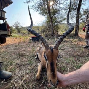 Impala Ram for sale