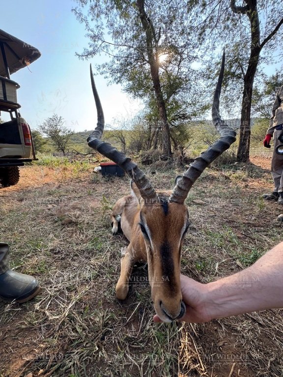Impala Ram for sale