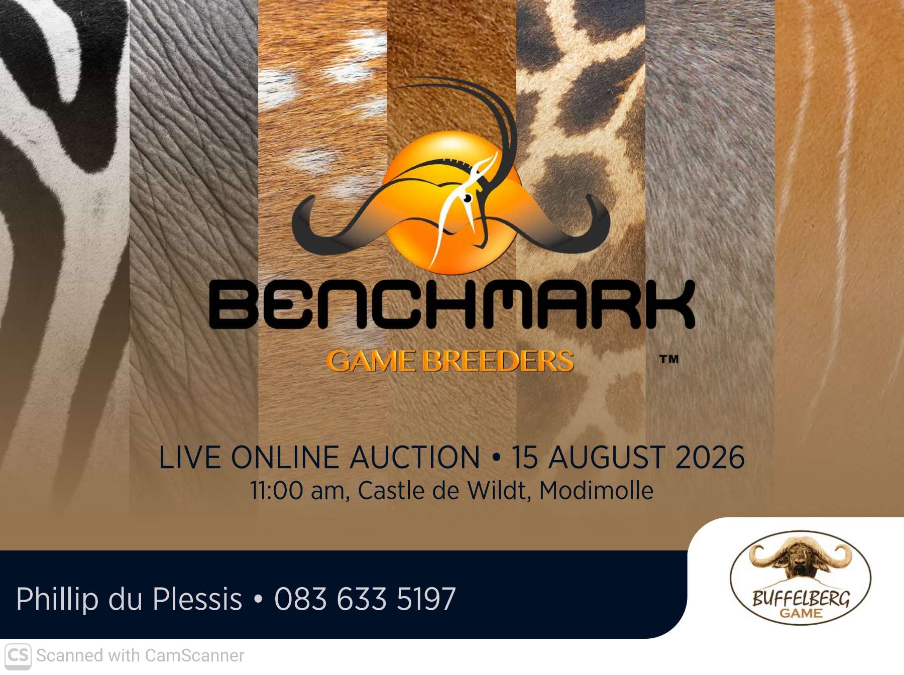 A rare opportunity awaits at the Benchmark Online Live Auction with two exceptional Cape Buffalo cows on offer.